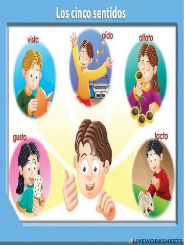 Los sentidos