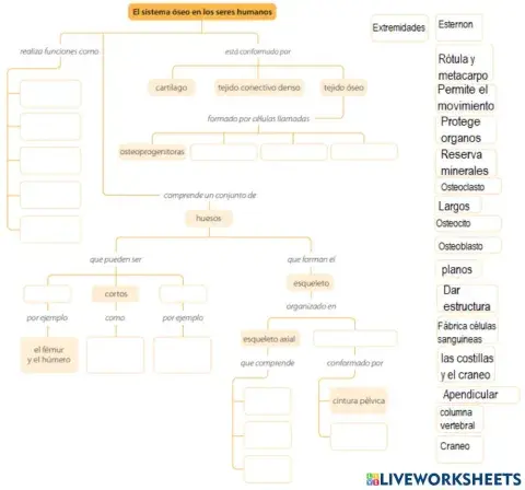 Cuadro conceptual sistema óseo