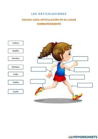 Las articulaciones 1º Primaria