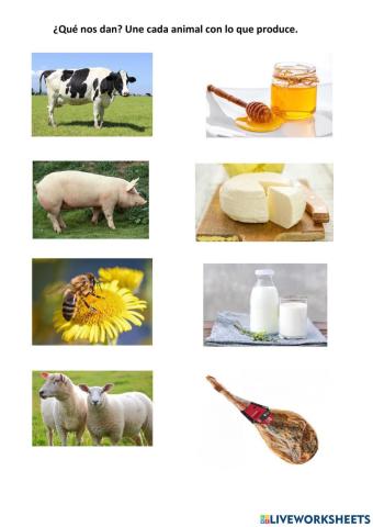Animal y producto