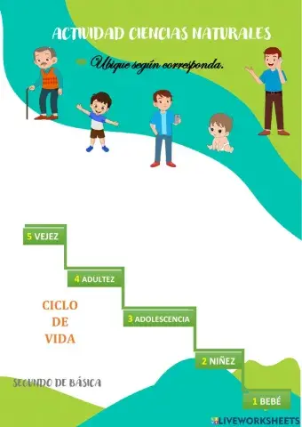 Ciclo de la vida