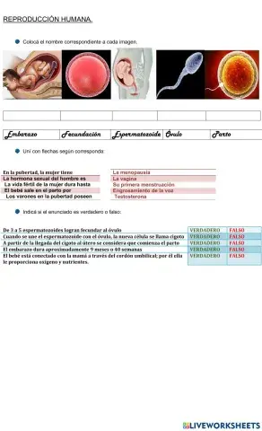 Reproducción  y el desarrollo en los seres humanos