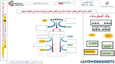 التنفس الخلوي