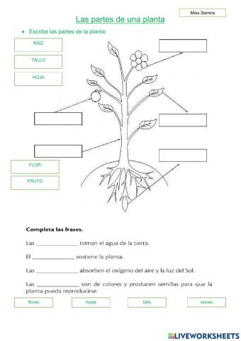 Las partes de una planta