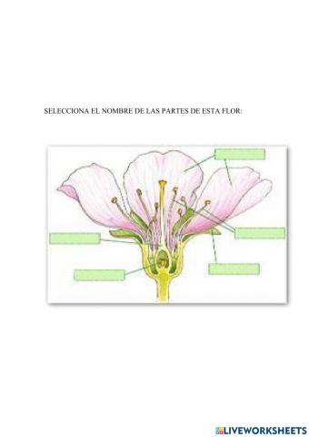 Partes de la flor