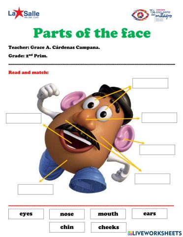 Parts of the face