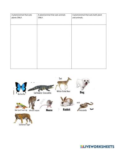 Feeding relationships amoung organisms