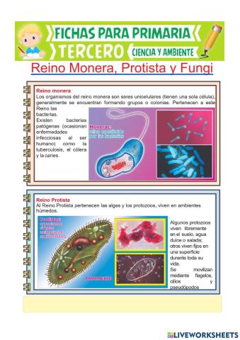 Reino monera, protista y fungi