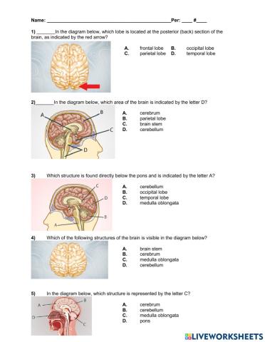 Parts of the brain