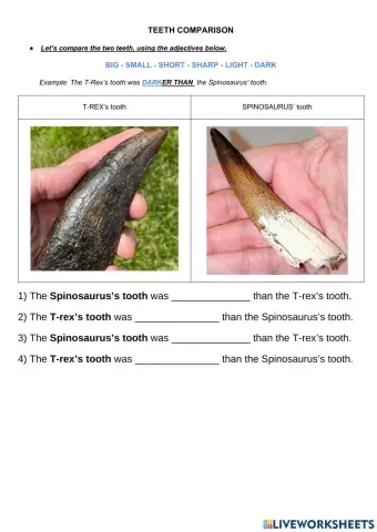 All about dinosaur teeth