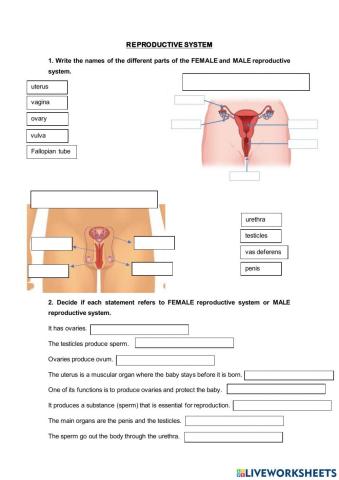 Reproductive system 3º