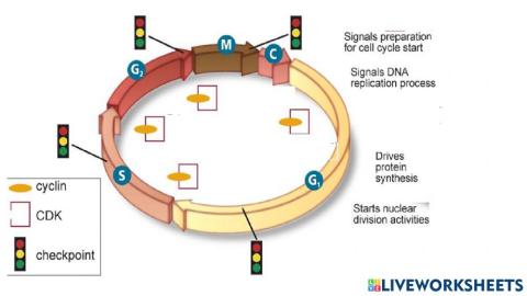 Cell cycle regulation