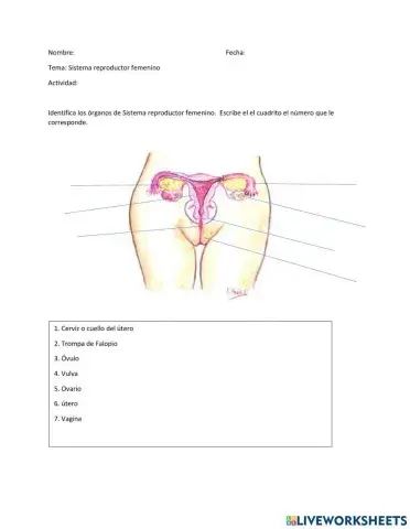 Sistema Reproductor Femenino