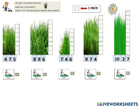 Measure and cut the grass