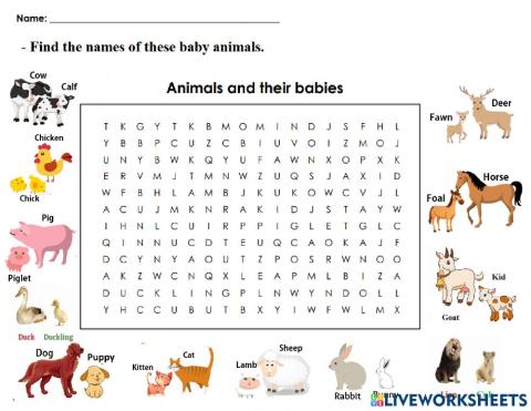 Baby Animals
