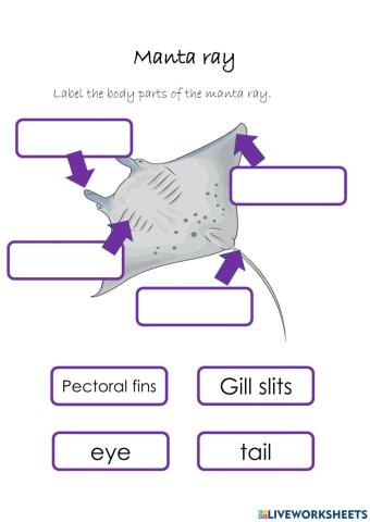 Manta ray body parts