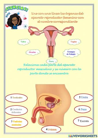 Aparatos reproductores