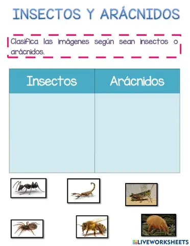 Clasificación de insectos y arácnidos