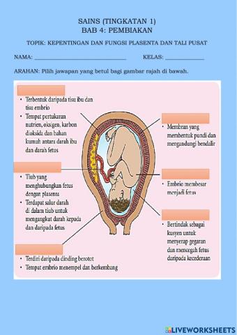 Kepentingan dan Fungsi Plasenta dan Tali Pusat