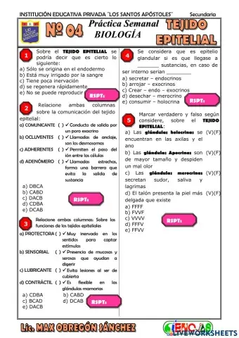 Spb-tejido epitelial