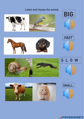 Animals- Adjectives
