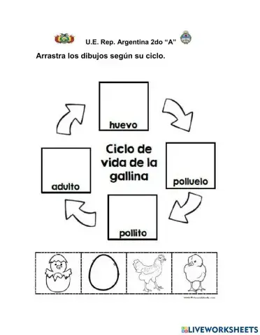 Ciclo de vida de los seres vivos