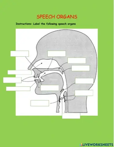 Speech organs