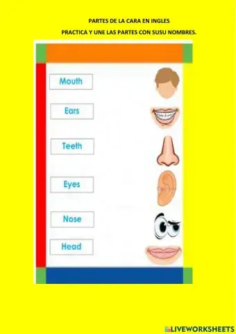 Partes de la cara en ingles