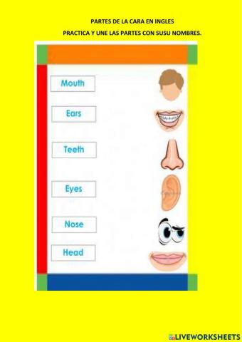 Partes de la cara en ingles
