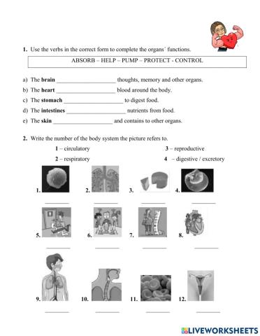 BODY SYSTEMS: Revision!