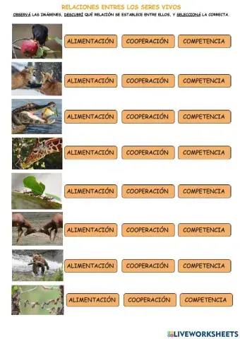 Relaciones en ecosistemas