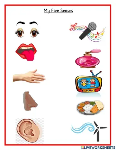 My Five Senses