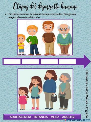 Etapas del desarrollo