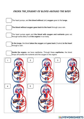 Circulatory system 2