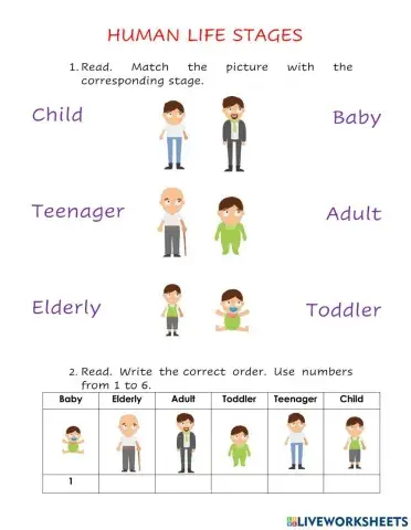 Human life stages