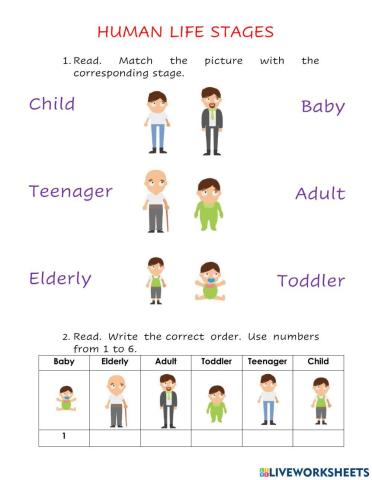 Human life stages