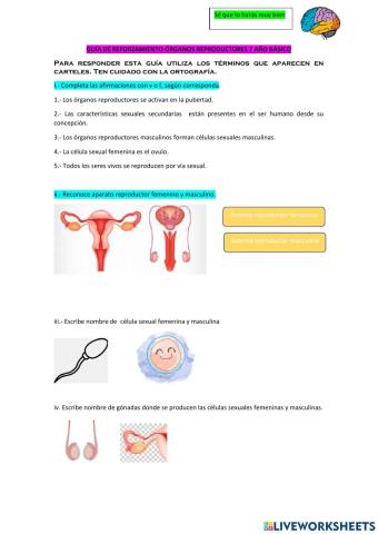 Aparato reproductor humano
