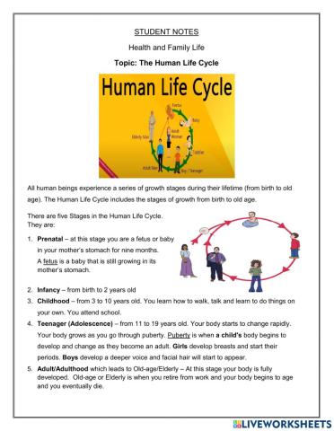 Human Life Cycle