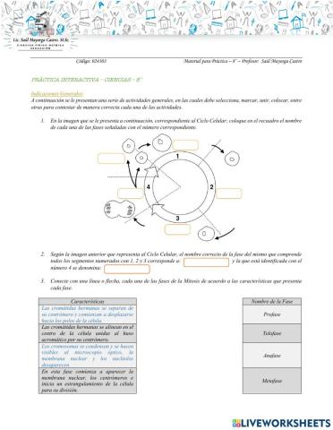 Ciclo Celular—Ciencias—8˚