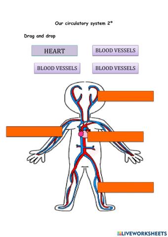 Our circulatory system 2º