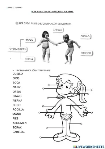 El cuerpo, parte por parte