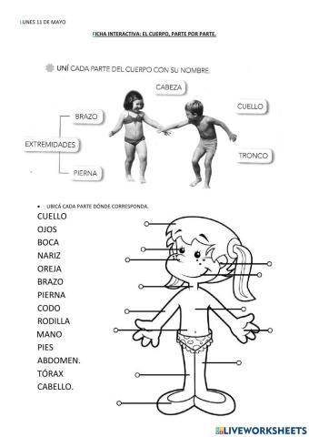 El cuerpo, parte por parte