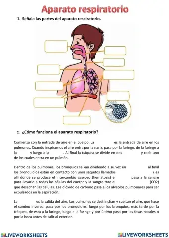 SISTEMA RESPIRATORIO