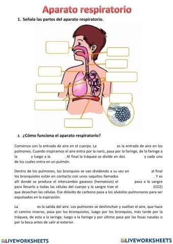 SISTEMA RESPIRATORIO