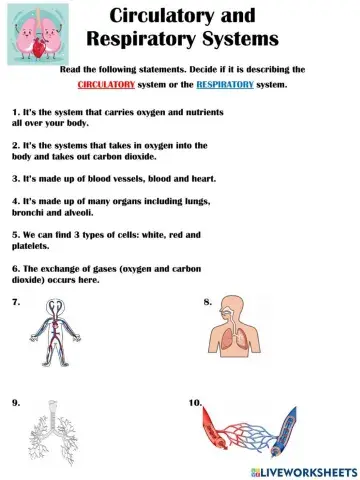 Circulatory and Respiratory System