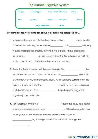 The Human Digestive System