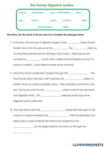 The Human Digestive System