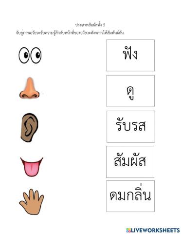 จับคู่อวัยวะรับสัมผัสทั้ง 5 กับหน้าที่ต่าง ๆ