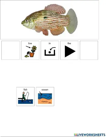 Animal Habitats Ocean