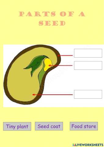 Parts of a seed